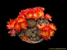Sulcorebutia canigueralii WR281 2154